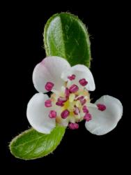 Cotoneaster ×suecicus: Flower.
 Image: D. Glenny © Landcare Research 2017 CC BY 3.0 NZ